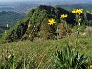 Sui monti sopra casa bei fiori primaverili-26magg23 - FOTOGALLERY